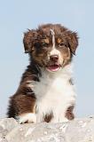 BERGER AUSTRALIEN PUPPIES 103